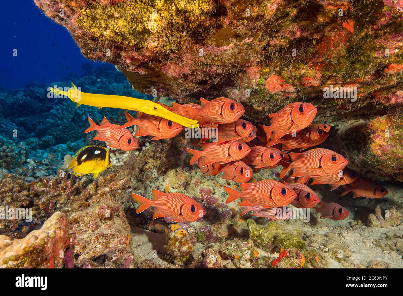 Hawaiian reef fish incuding a yellow trumpetfish, Aulostomus chinensis, fourspot butterflyfish, Chaetodon quadrimaculatus, and a school of bigscale so Stock Photo