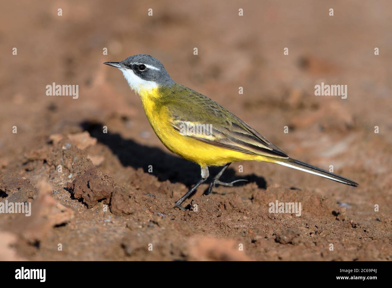 Male Spanish Yellow Wagtail (Motacilla flava iberiae) walking on the ground at Hyeres in France. Stock Photo