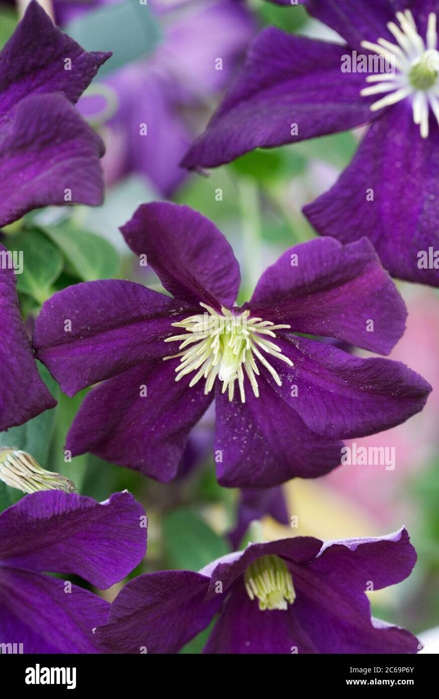 Clematis 'Romantika'. Late large flowered clematis. Stock Photo