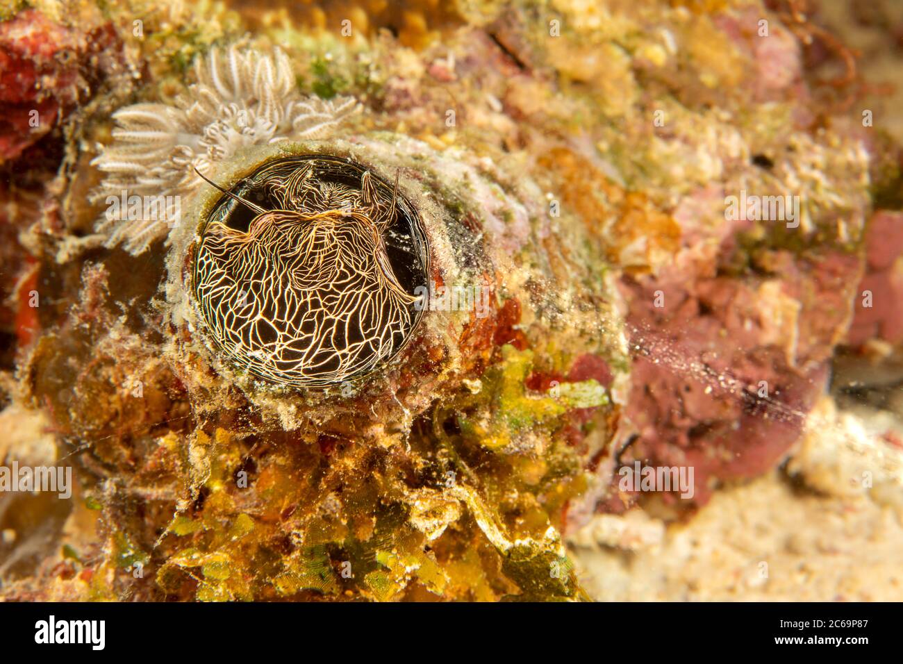 The grand coral worm snail or shell, Serpulorbis grandis, lives in a tube attached to the bottom and feeds by capturing plankton in a slimy net it pro Stock Photo