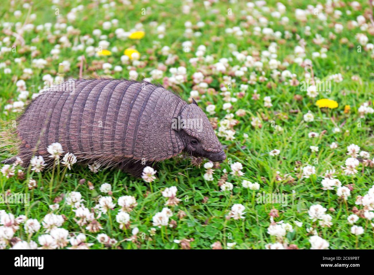 A young armadillo (Chaetophractus villosus), also known as the large hairy armadillo is crossing