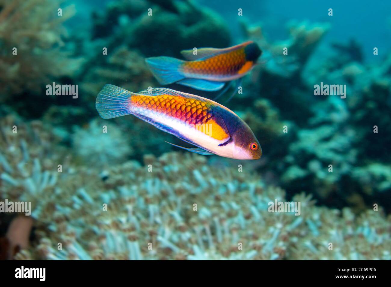 Ryukyu Fairy-wrasse, Cirrhilabrus ryukyuensis, is also known as the yellowflanked fairy wrasse, Philippines. Stock Photo