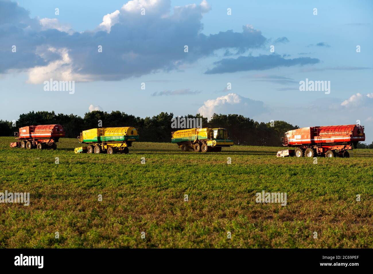 Anglian Pea Growers, Bawdsey, Suffolk, UK. Stock Photo