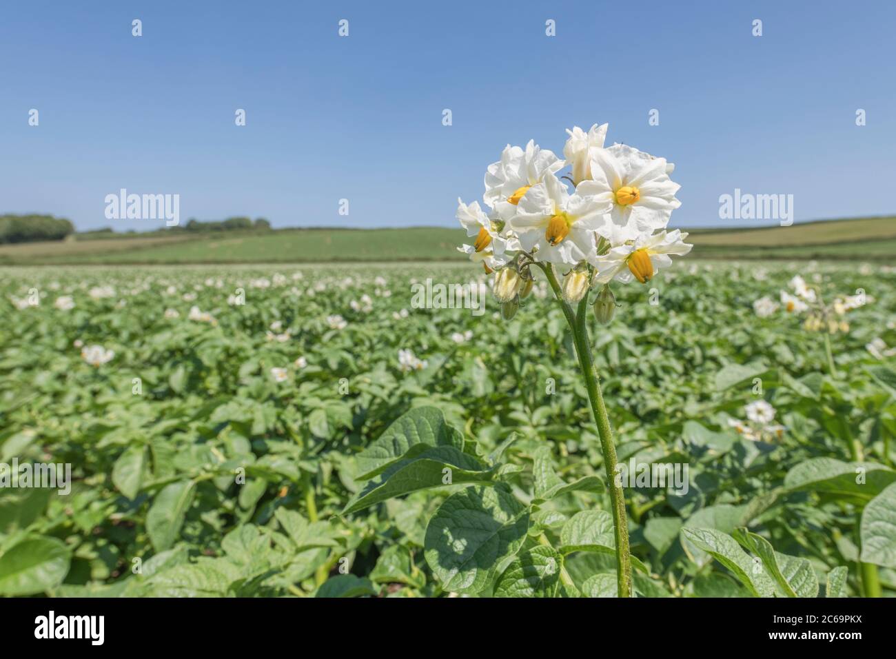 Close-up shot of potato flowers in potato crop / potato field in UK. For UK potato growers, growing potatoes in UK, food crops in UK, potato plants. Stock Photo