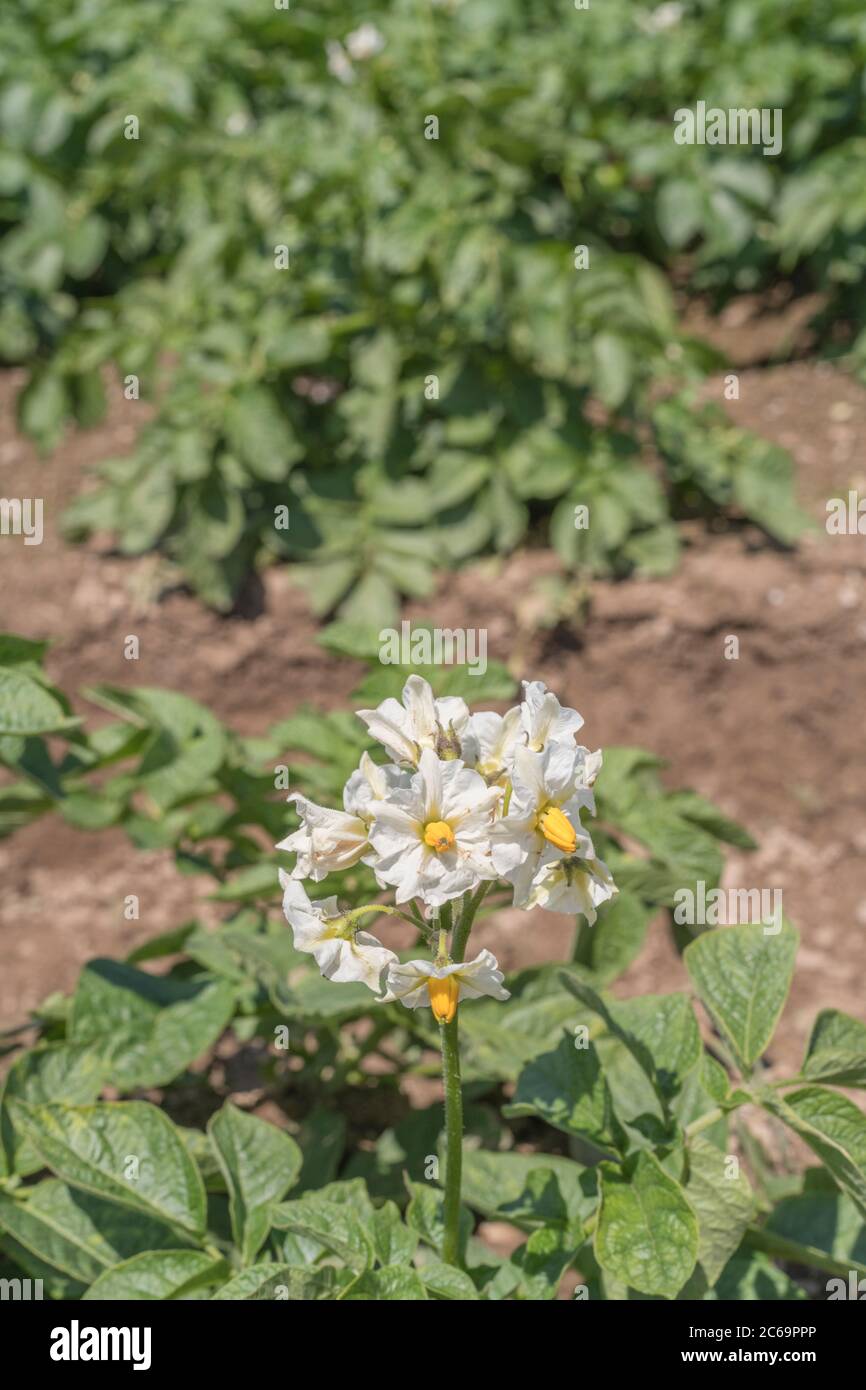 Close-up shot of potato flowers in potato crop / potato field in UK. For UK potato growers, growing potatoes in UK, food crops in UK, potato plants. Stock Photo