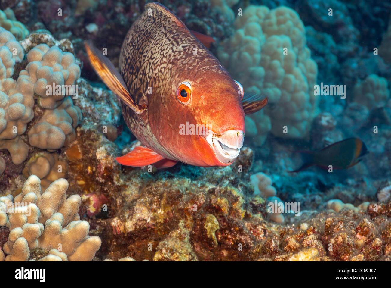 The intitial phase of an ember parrotfish, Scarus rubroviolaceus, with a good look at its beak, Hawaii. Stock Photo