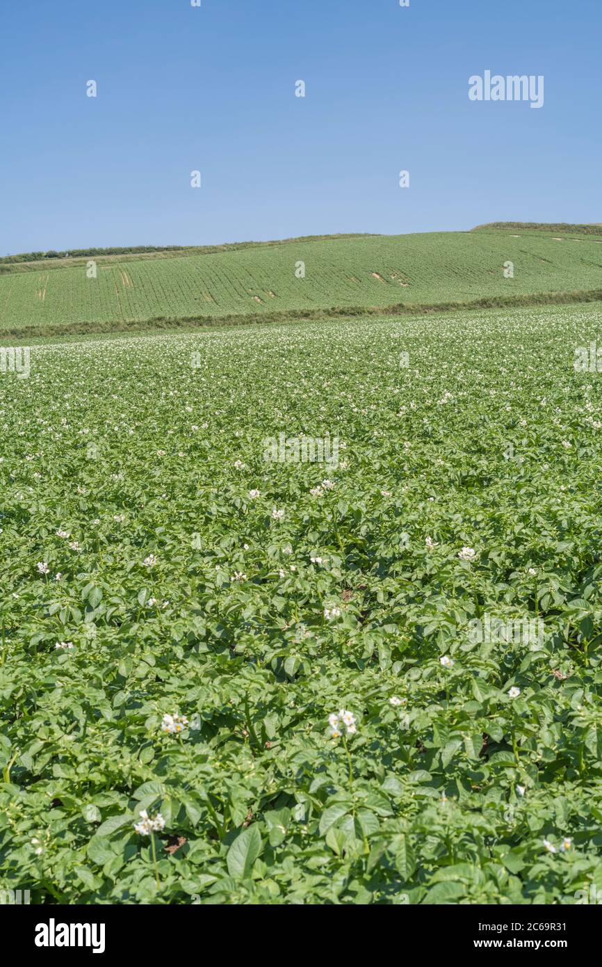 Potato crop / potato field growing in UK. For UK potato growers