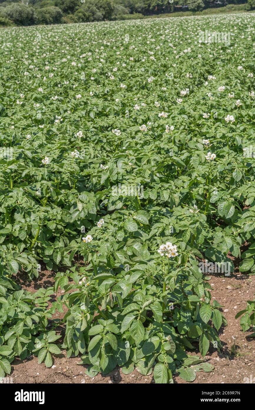 Potato Crop Potato Field In UK For UK Potato Growers Growing   Potato Crop Potato Field In Uk For Uk Potato Growers Growing Potatoes In Uk Food Crops In Uk Potato Plants Focus Lower Half Of Image 2C69R7N 