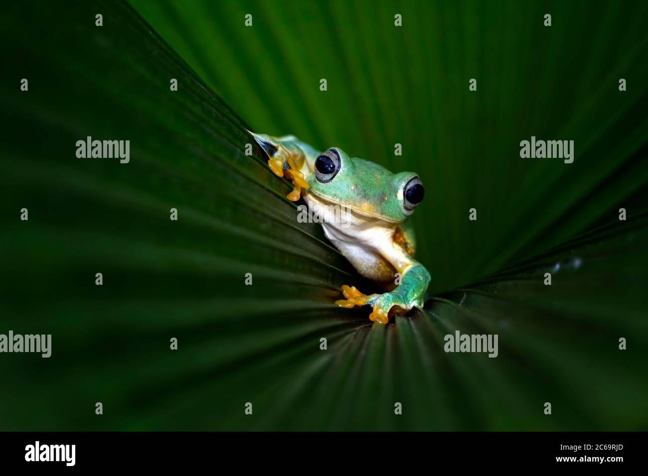 Tree Frog Snail Java Javan tree frog on a leaf, Indonesia Stock Photo - Alamy