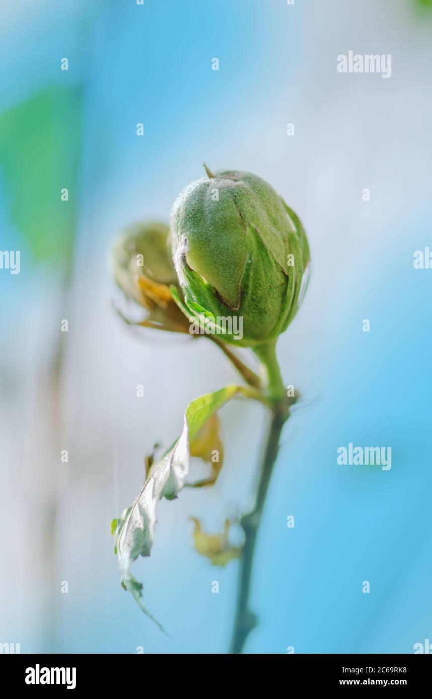 Collecting Hibiscus seeds from garden. How to collect Hibiscus flower