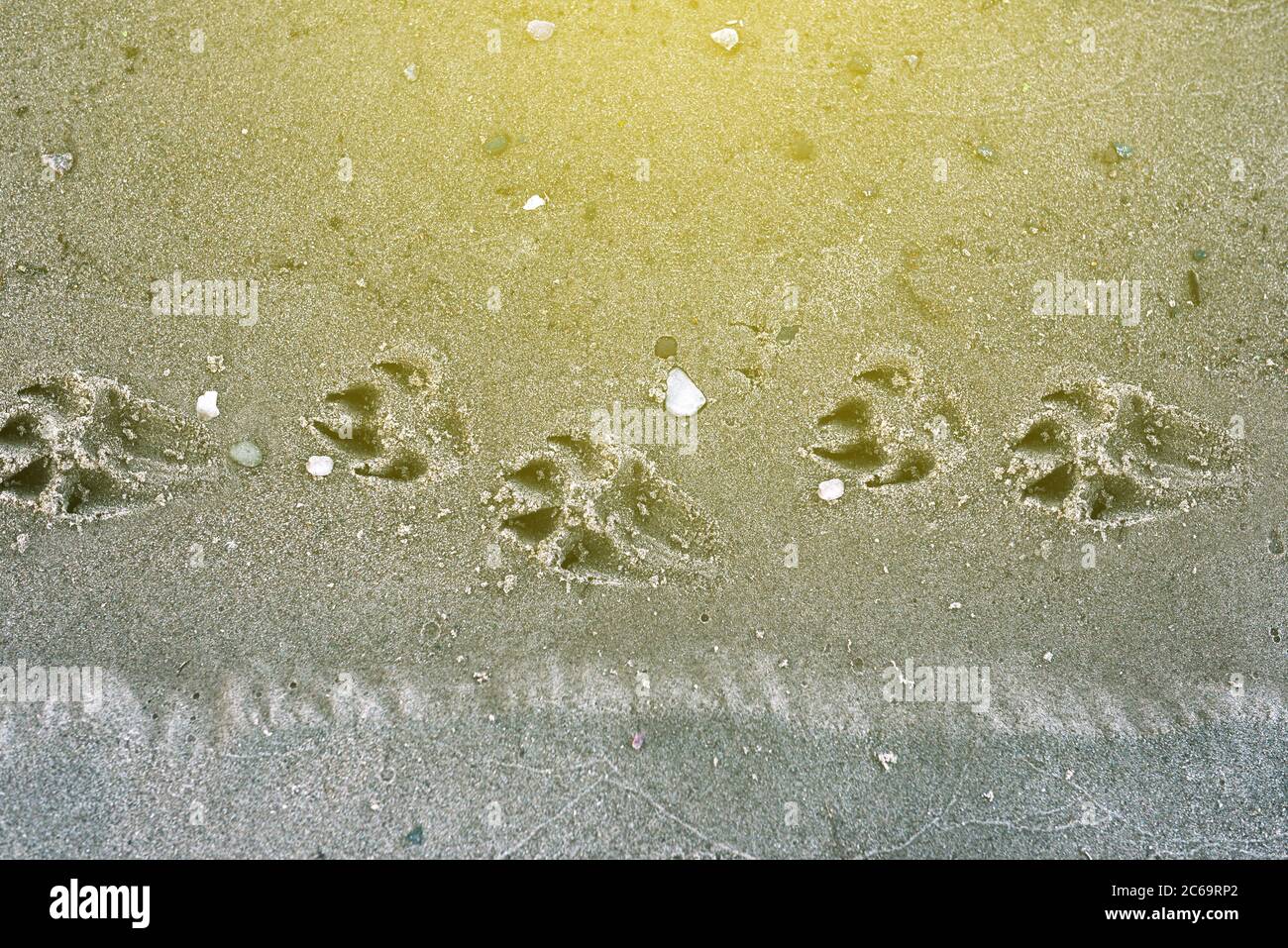 Dog tracks on the beach. Animal track on a sandy beach Stock Photo Alamy