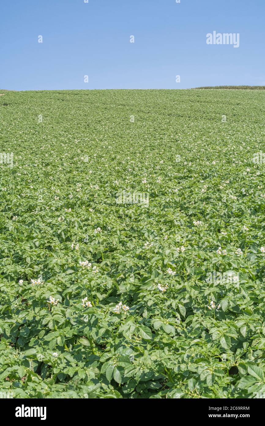 Potato crop / potato field in UK in sunshine. For UK potato growers