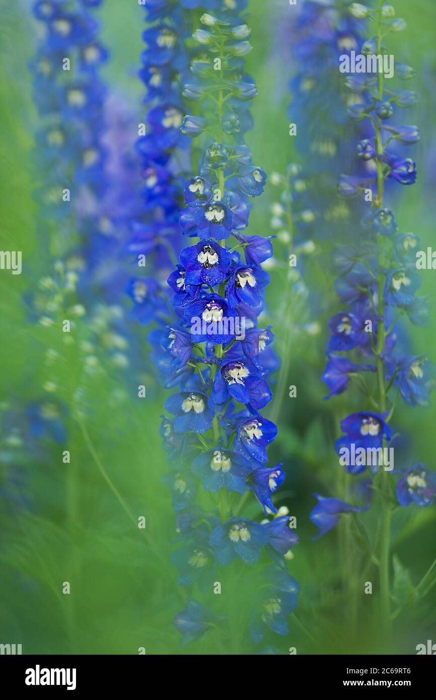 Delphinium Pacific Giants in the garden. Double flower delphinium. Stock Photo