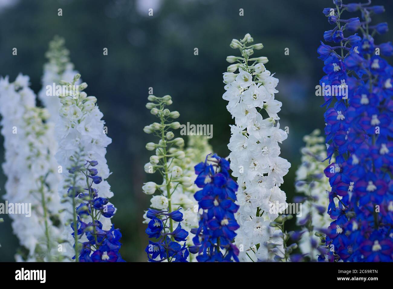 Delphinium flower blooming. Beautiful larkspur blooms. Candle Larkspur plant  with flowers on blurred background Stock Photo - Alamy
