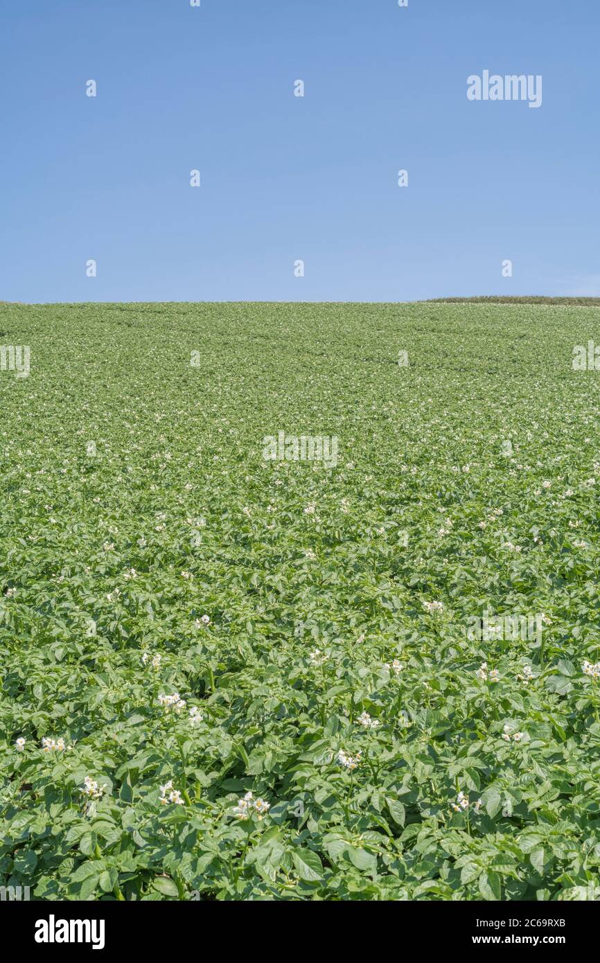 Potato crop / potato field in UK in sunshine. For UK potato growers