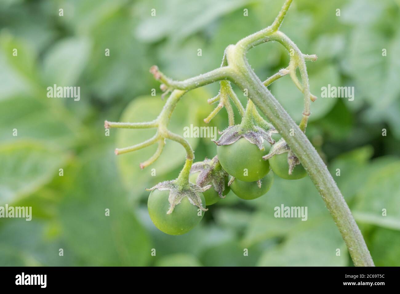 Potatoes poisons hires stock photography and images Alamy