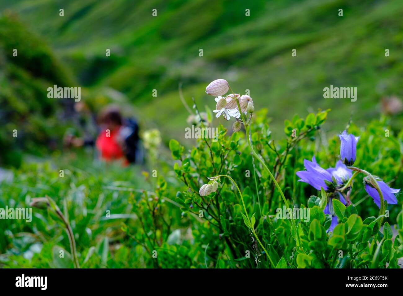 Mountain flower with a girl on the background Stock Photo