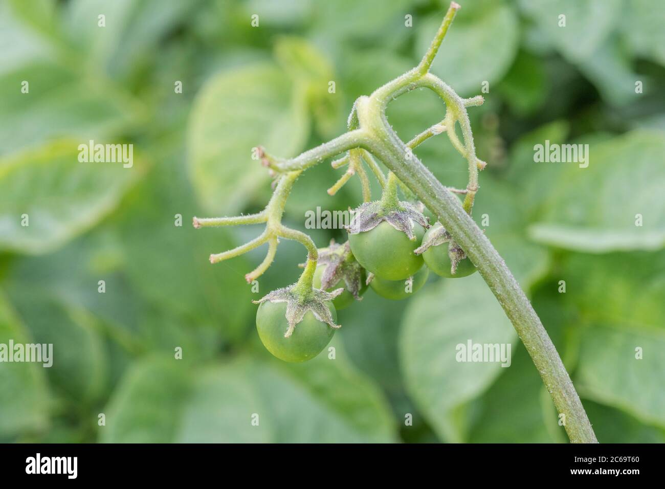 Potato cherry hires stock photography and images Alamy