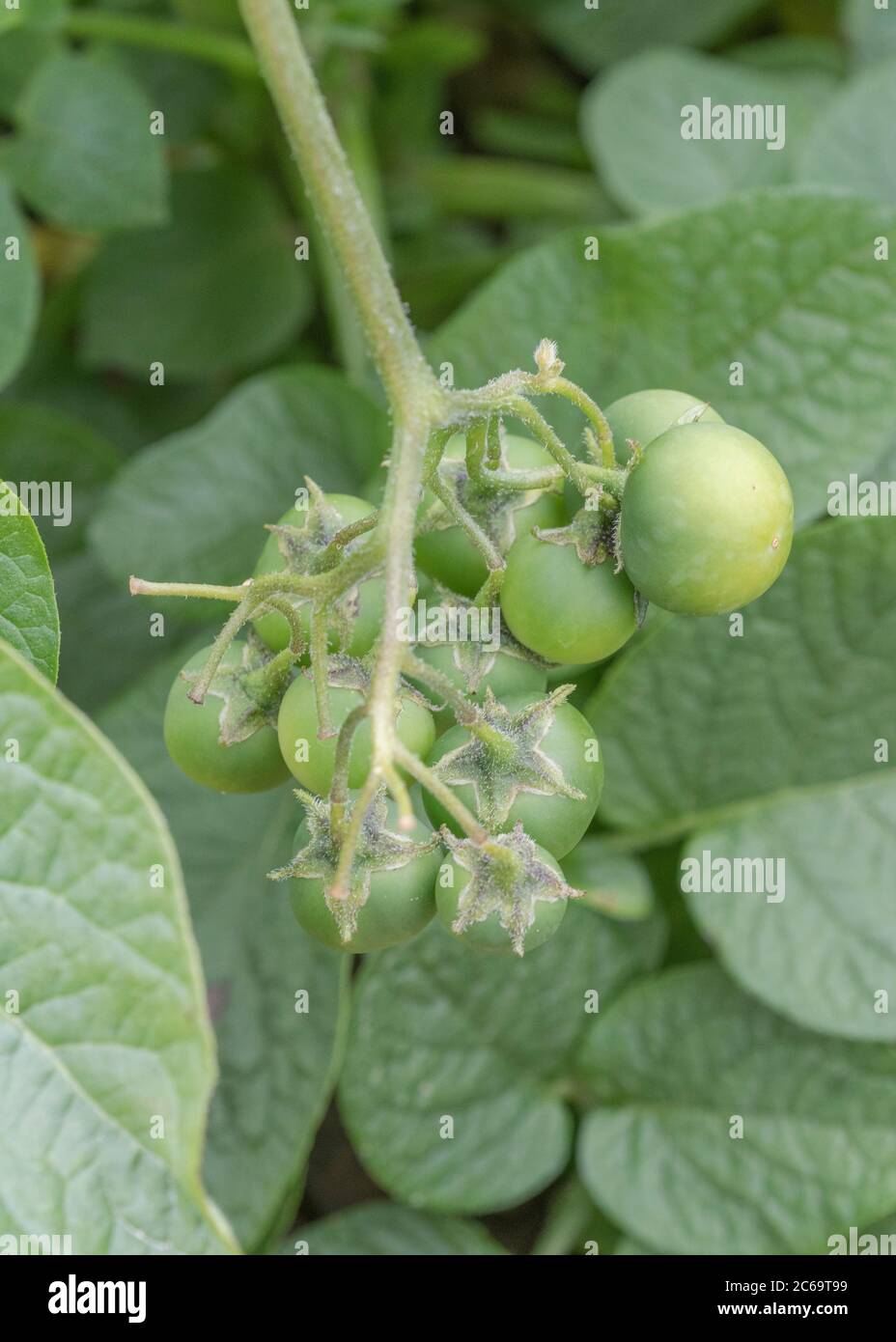 Poisonous toxic green potato berries, cherries, fruit or seed pods close up. These are what form after potato flowers. Plant poisons, poisonous plants Stock Photo