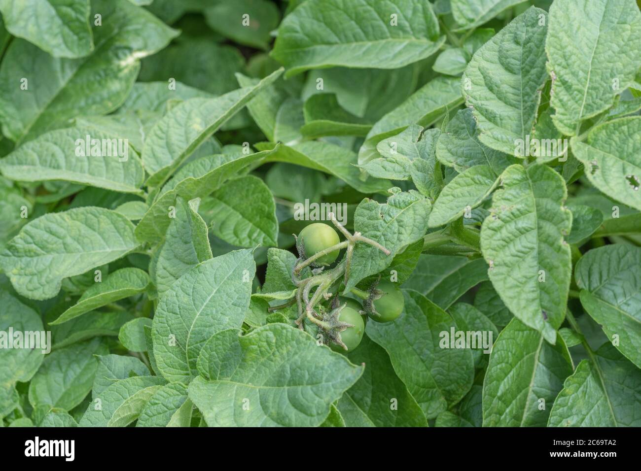 Potato fuits clustered hires stock photography and images Alamy