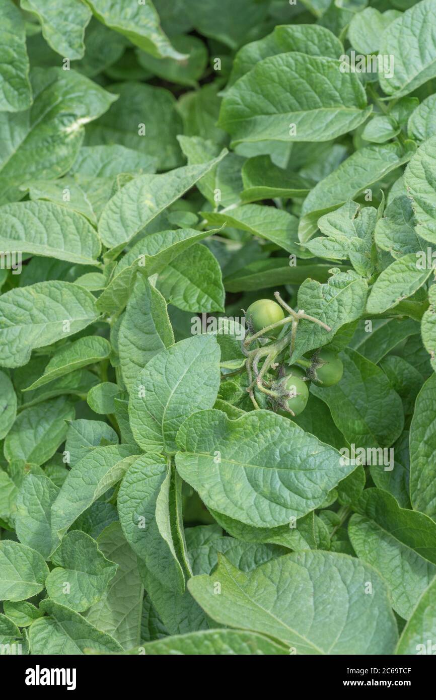 Poisonous toxic green potato berries, cherries, fruit or seed pods close up. These are what form