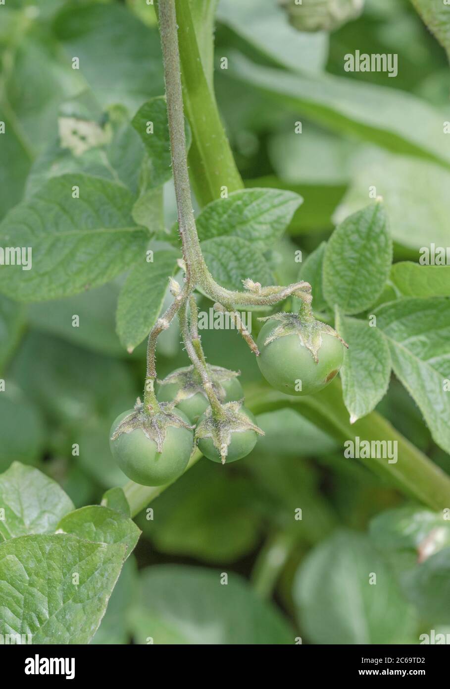 Poisonous toxic green potato berries, cherries, fruit or seed pods close up. These are what form after potato flowers. Plant poisons, poisonous plants Stock Photo