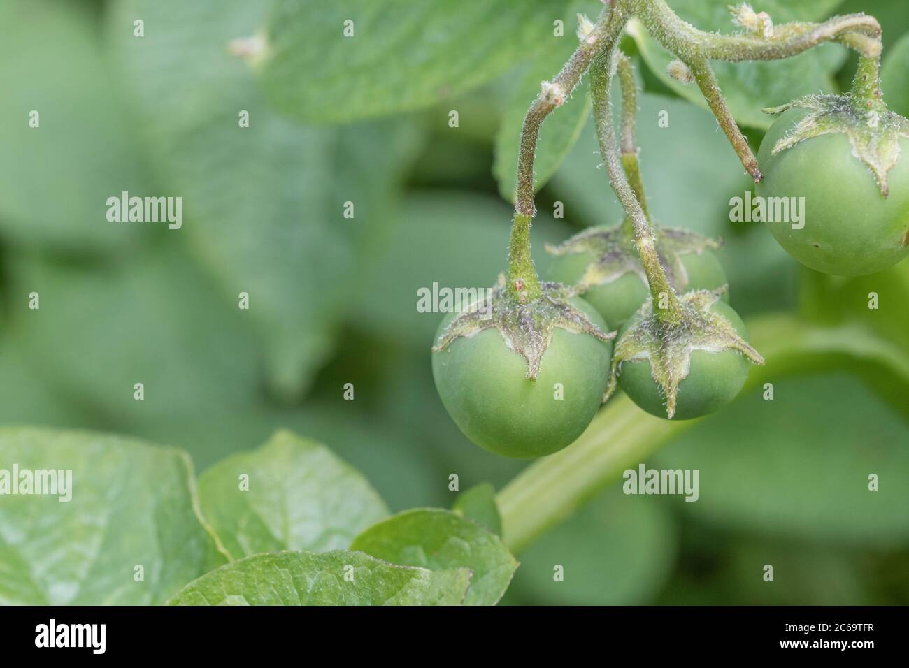 Potato cherry hires stock photography and images Alamy