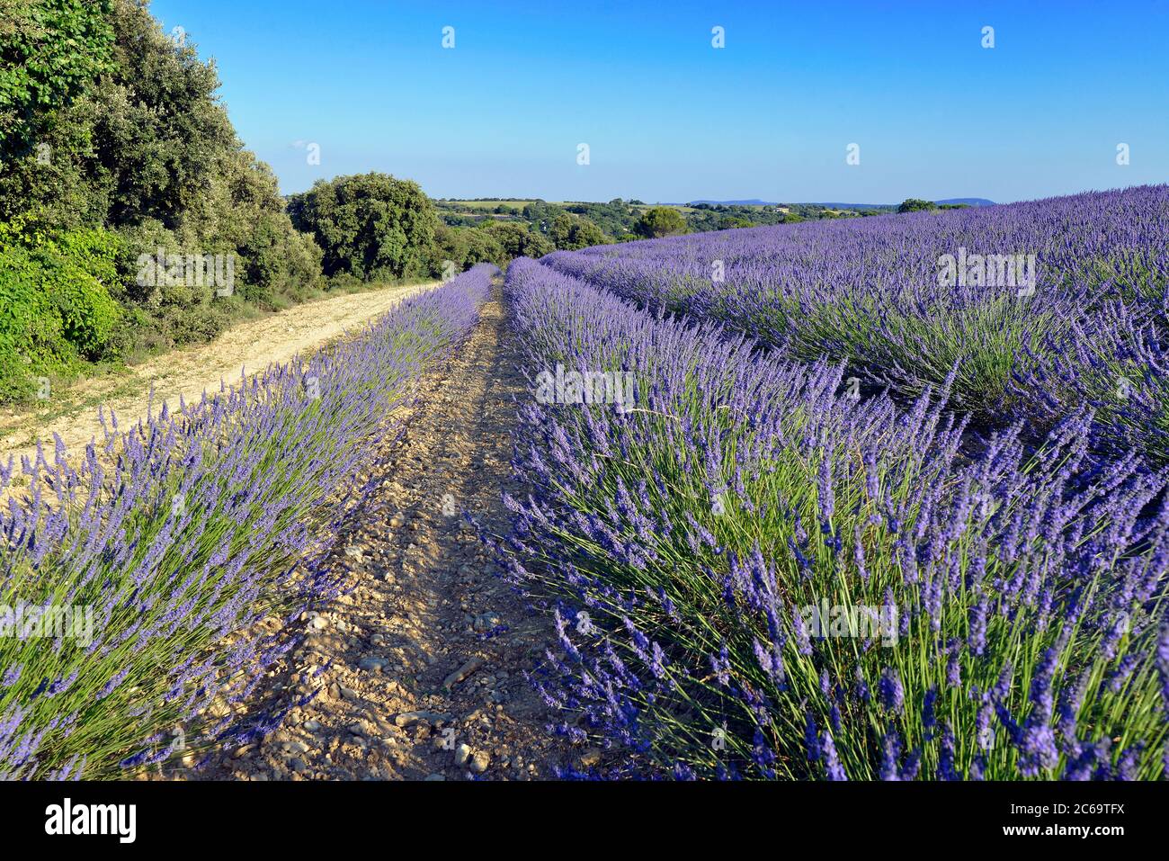Lavender field on the famous Valensole plateau, a commune in the Alpes-de-Haute-Provence department in southeastern France Stock Photo