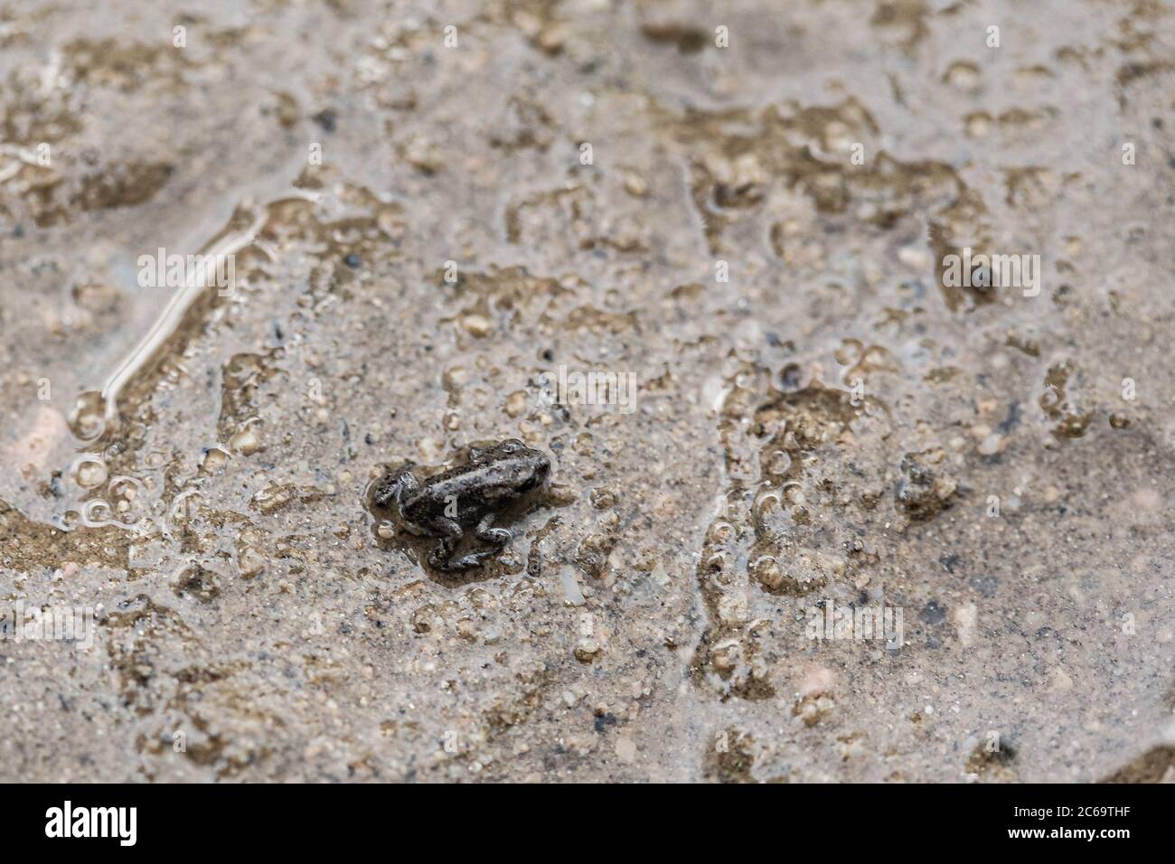 Tiny little frog camouflaged on a grey rock muddy background Stock Photo
