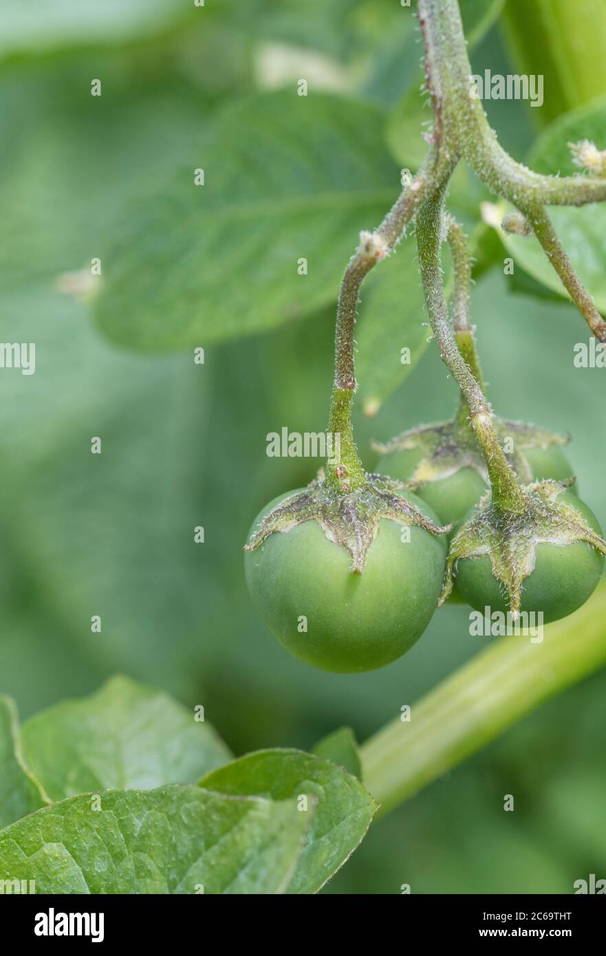 Poisonous toxic green potato berries, cherries, fruit or seed pods