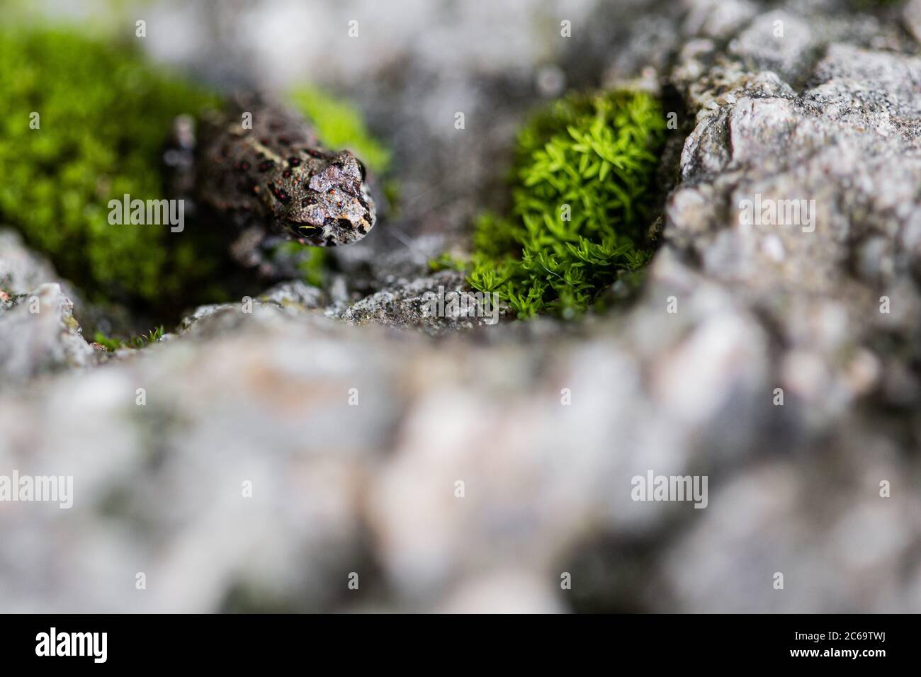 Tiny little frog camouflaged on a grey rock muddy background Stock Photo