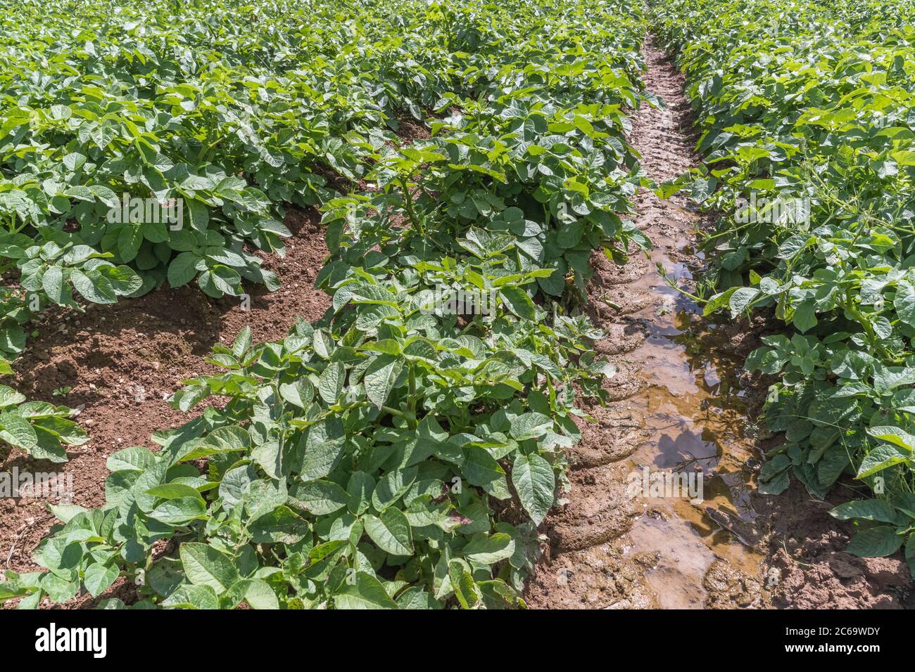 Potato crop / potatoes growing in waterlogged field and soil. For bad