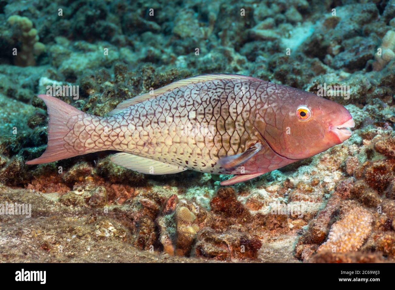 The initial phase of an ember parrotfish, Scarus rubroviolaceus, Hawaii. Stock Photo