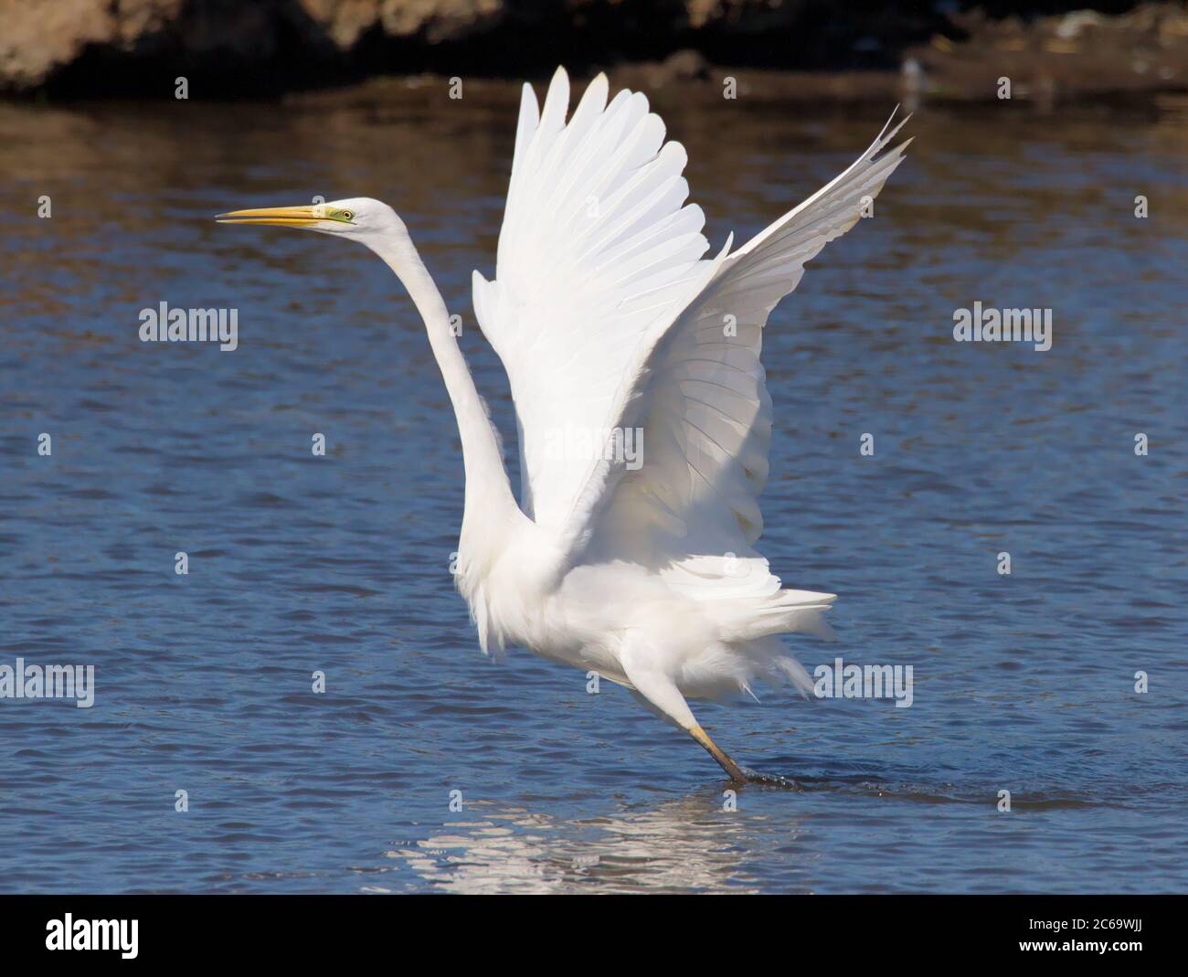 Great White Egret, Ardea Alba, Taking Off With Wings Outstretched From the Water On A Marsh. Taken at Lodmoor UK Stock Photo