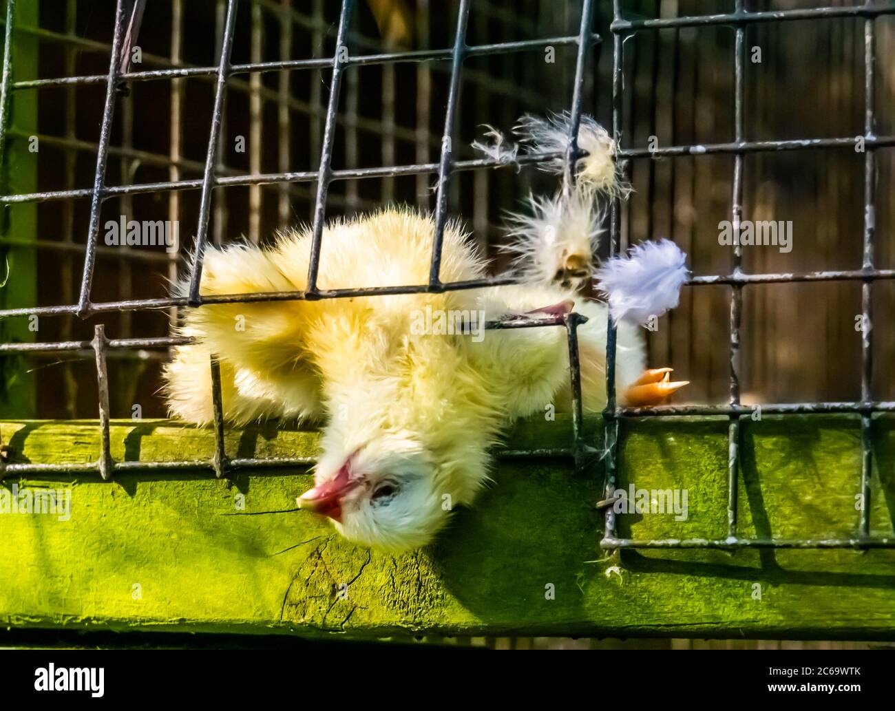 closeup of a death chick, carnivorous bird feeding Stock Photo
