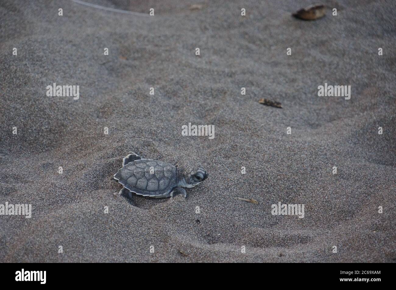 Just hatched Turtle on the beach Stock Photo - Alamy