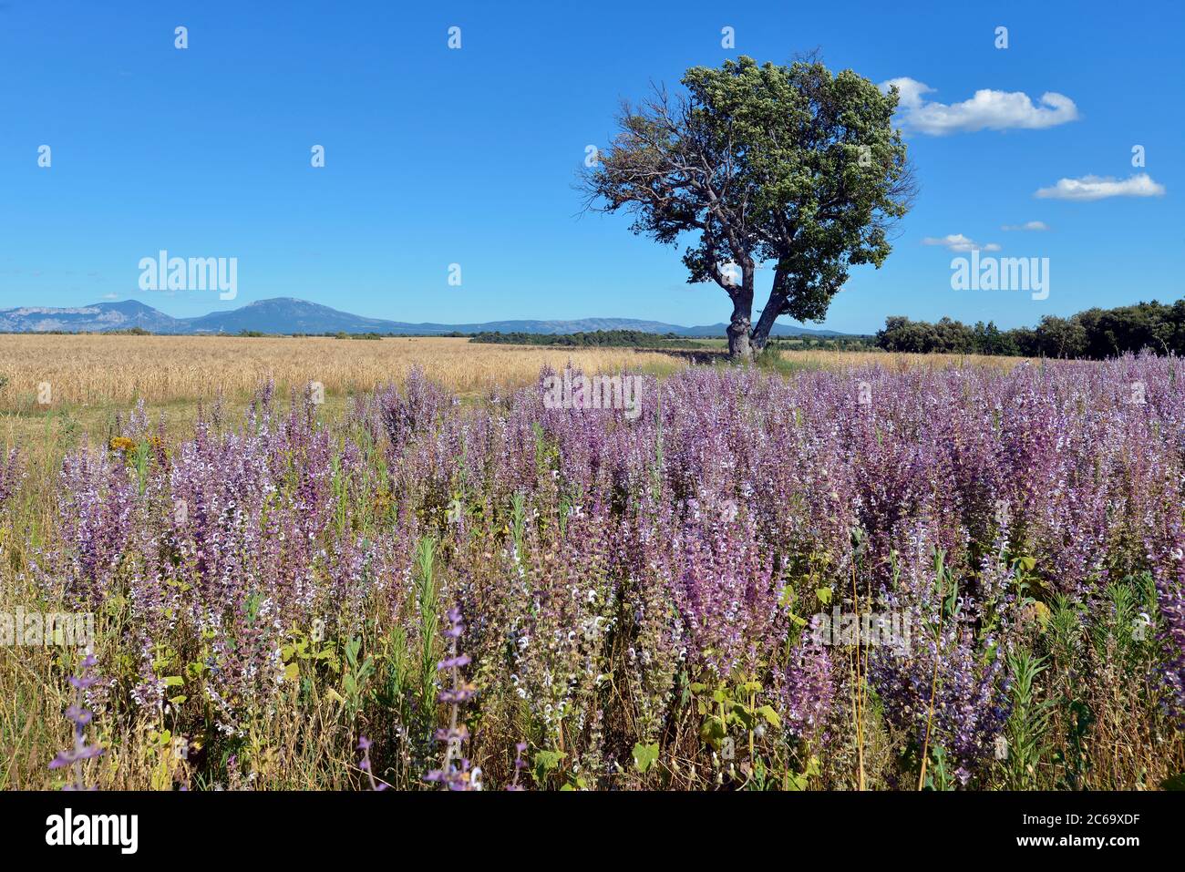 Clary sage (Salvia sclarea) field on the famous Valensole plateau, a commune in the Alpes-de-Haute-Provence department in southeastern France Stock Photo