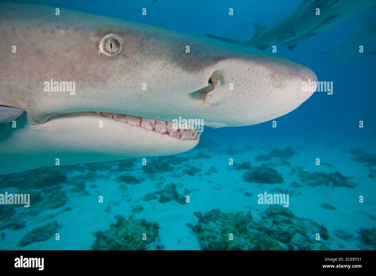 A close look at the head of a lemon, shark, Negaprion, brevirostris