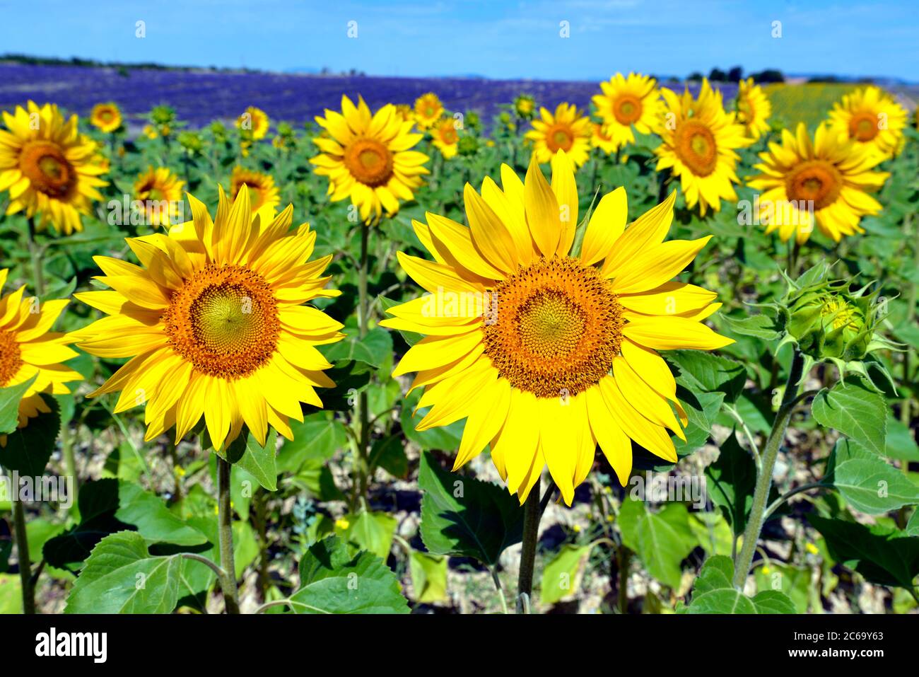 Closeup sunflowers (Helianthus annuus) on the famous Valensole plateau, a commune in the Alpes-de-Haute-Provence department in southeastern France Stock Photo