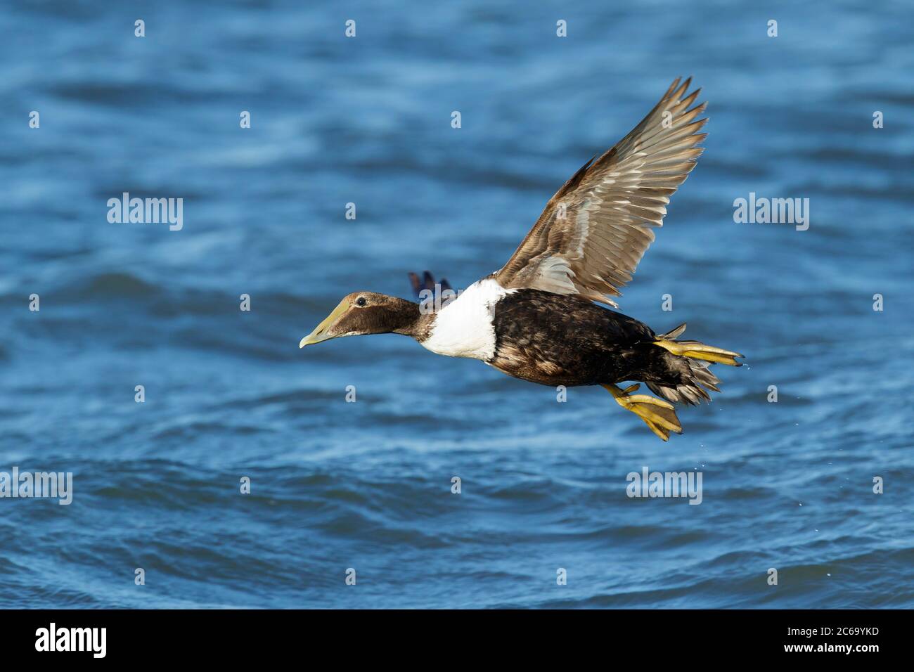 Somateria mollissima dresseri hires stock photography and images Alamy