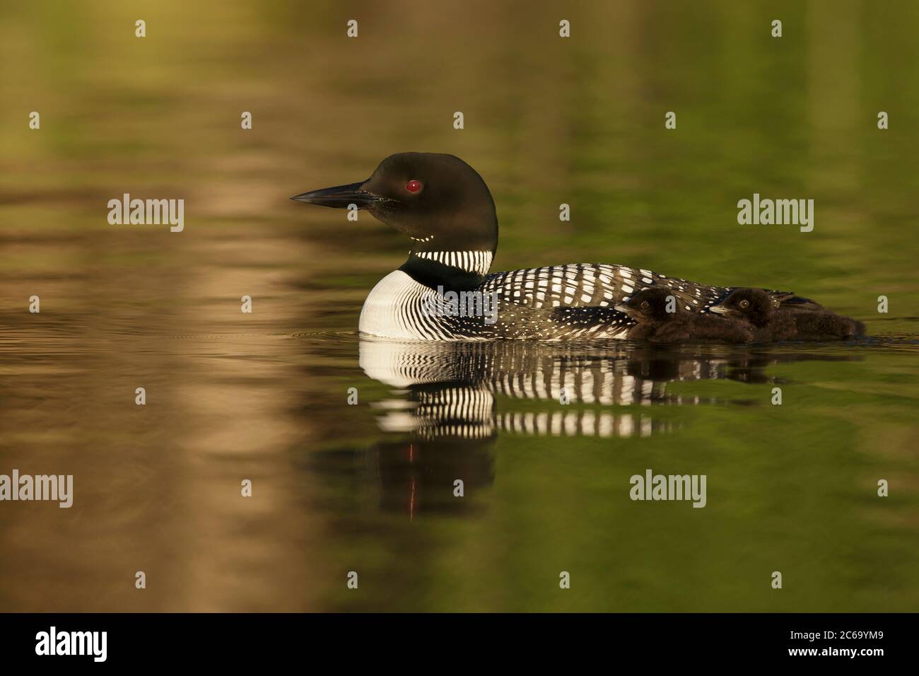 Adult Common Loon (Gavia immer) in breeding plumage on Lac Le Jeune, British Colombia in Canada. Mother with two chicks swimming by her side.. Stock Photo