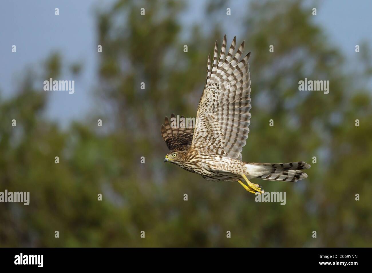 Immature Cooper's Hawk (Accipiter cooperii) in flight over Chambers ...