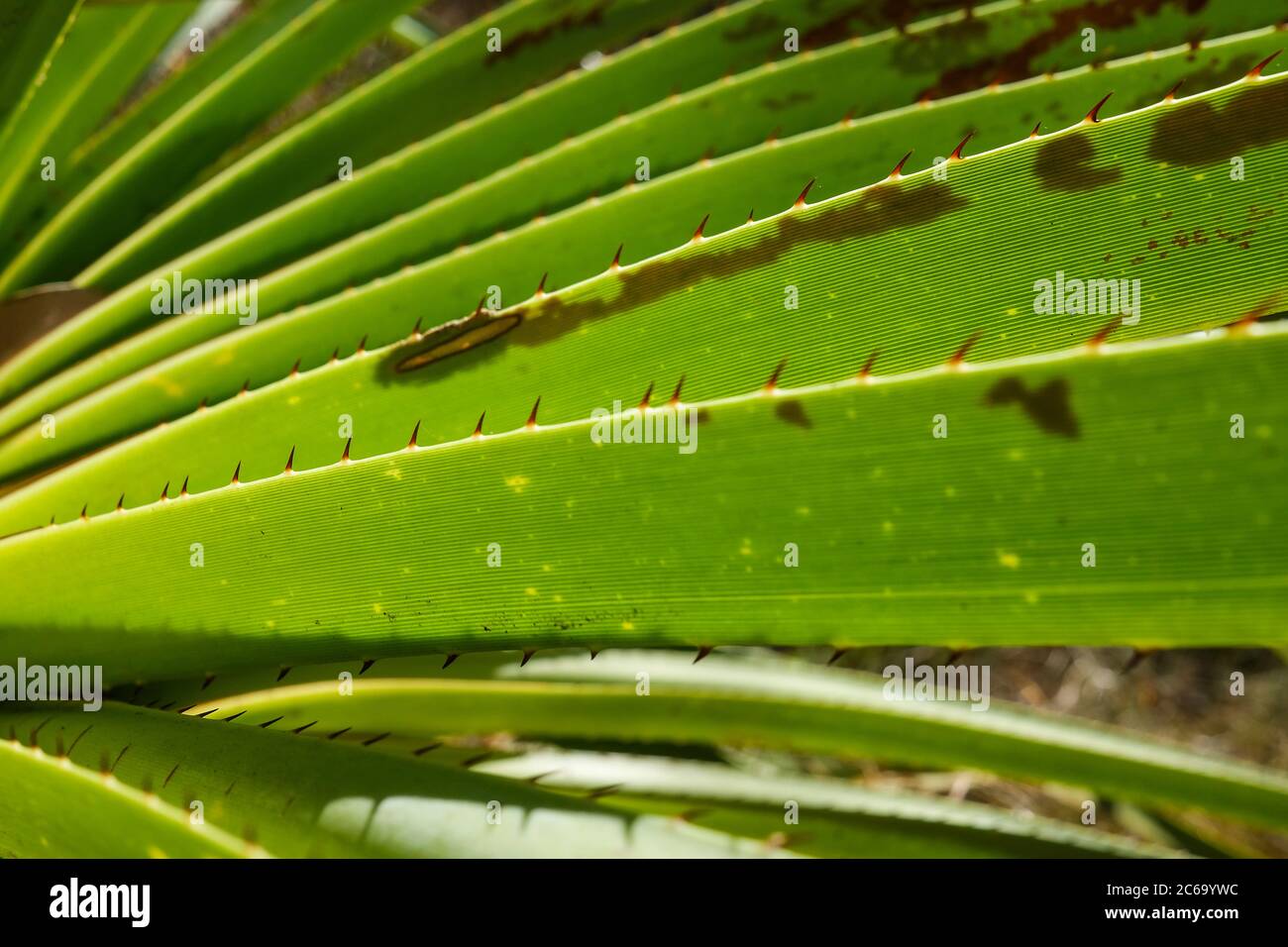 Closeup of the leaves of the Pandanus spiralis a native tree of the