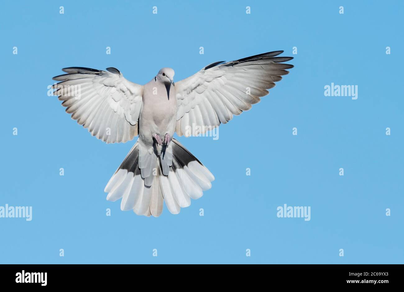 Adult Eurasian Collared Dove (Streptopelia decaocto) flying over Santa Barbara County