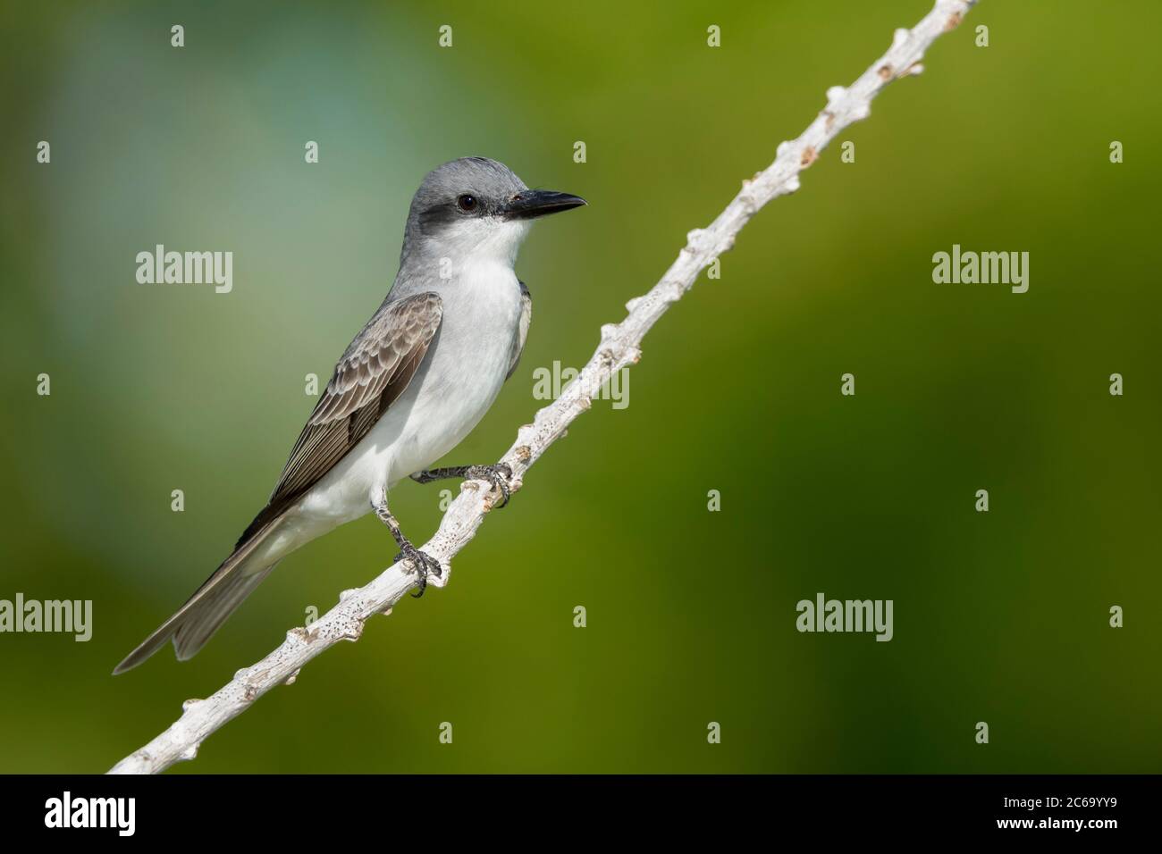Adult Gray Kingbird (Tyrannus dominicensis) in Miami-Dade County, Florida, United States. Stock Photo