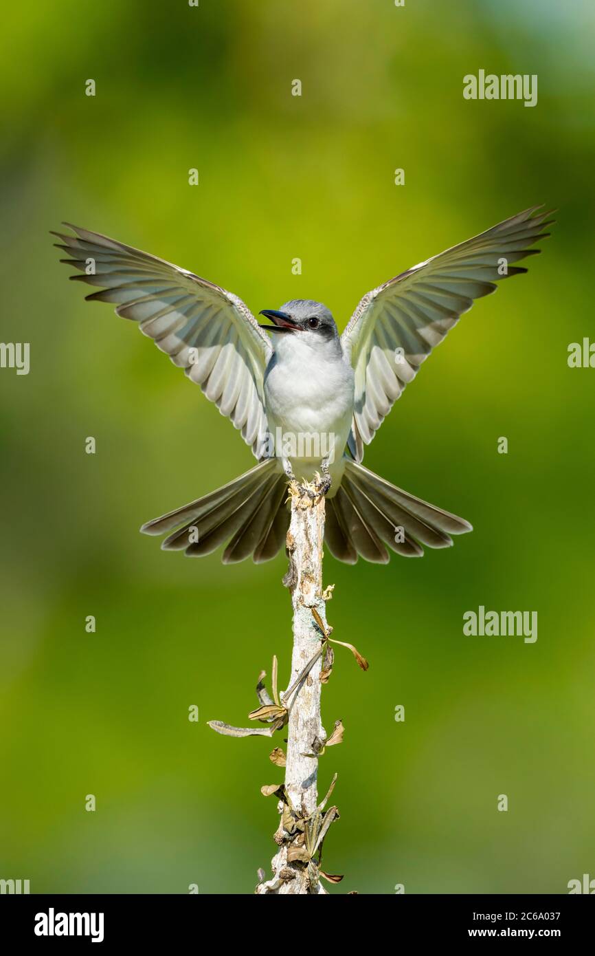 Adult Gray Kingbird (Tyrannus dominicensis) in Miami-Dade County, Florida, United States. Stock Photo