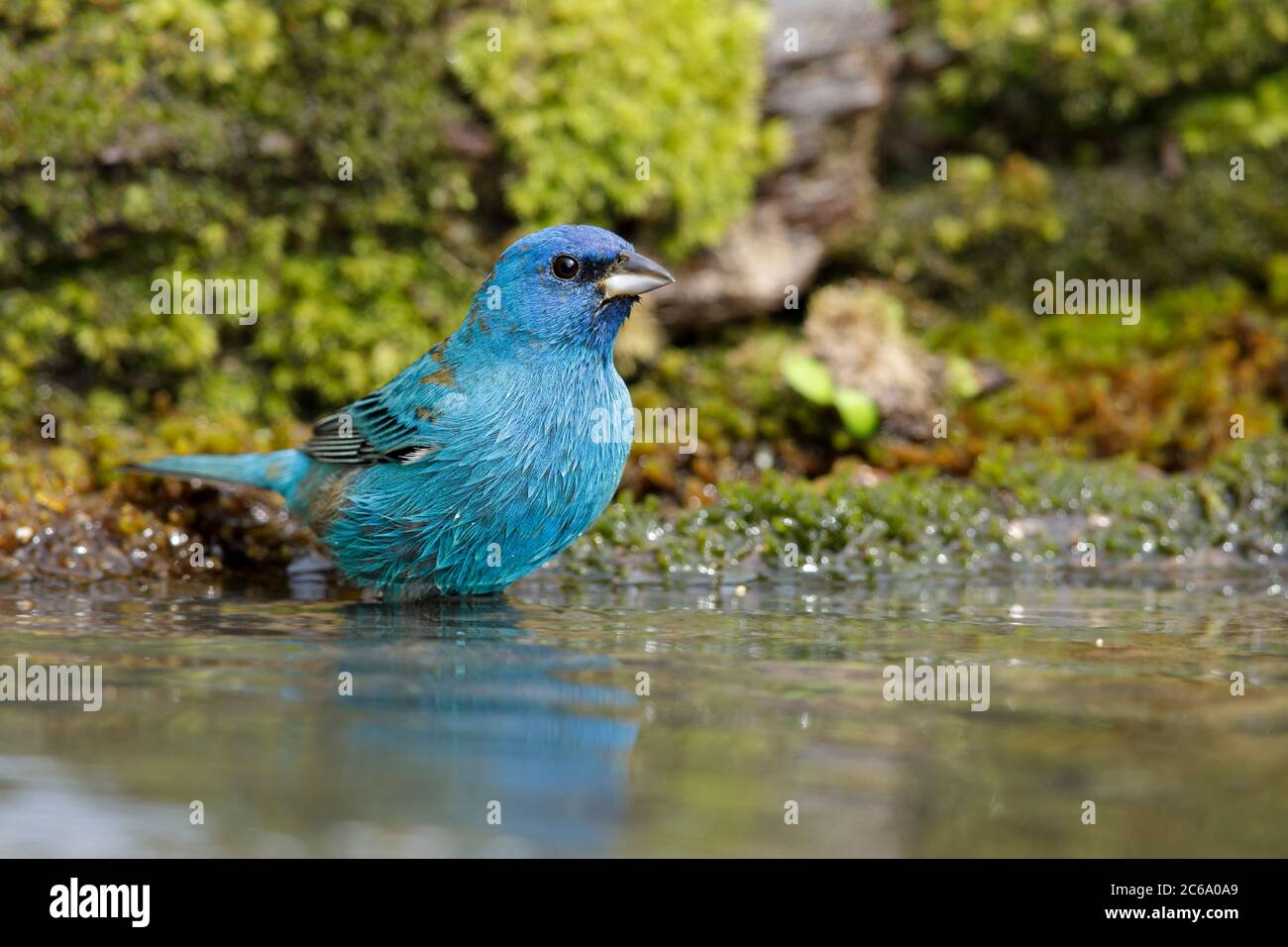 Adult male Indigo Bunting (Passerina cyanea) during spring migration in