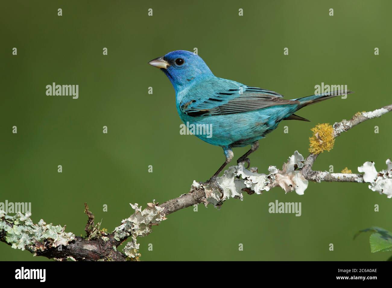 Adult male Indigo Bunting (Passerina cyanea) during spring migration in