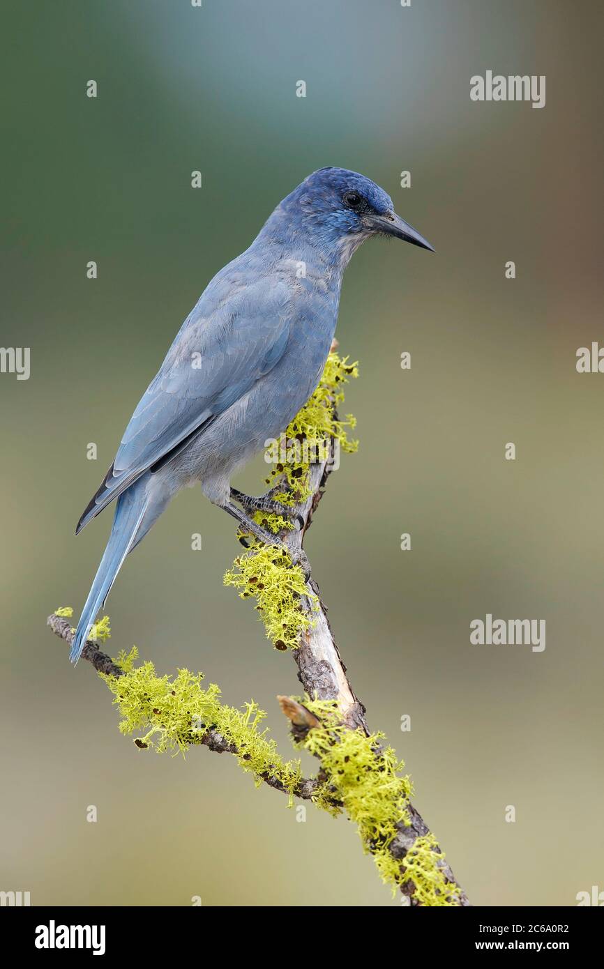 Adult Pinyon Jay (Gymnorhinus cyanocephalus) perched on a tree stump in pine forest of Lake County, Oregon, USA, during late summer. Stock Photo