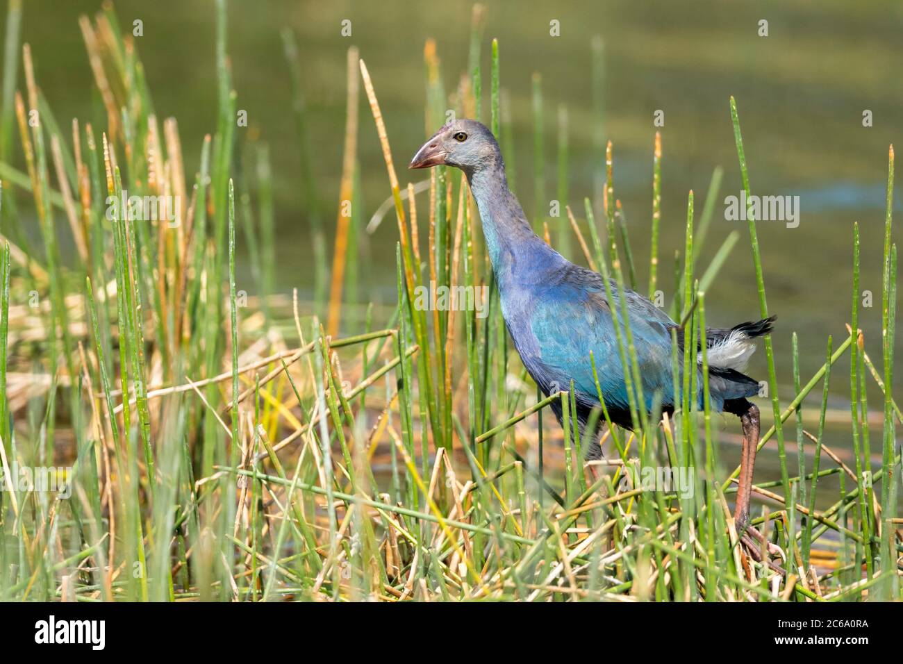 Immature Grey-headed Swamphen (Porphyrio poliocephalus) walking in swamp in Miami-Dade County, Florida, USA. Stock Photo